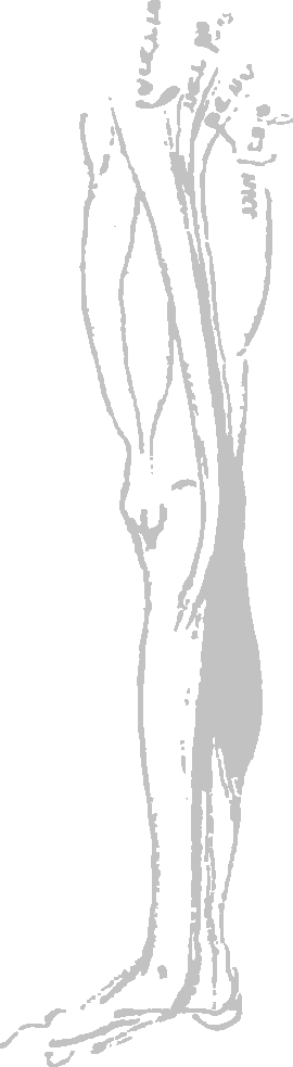 Leg